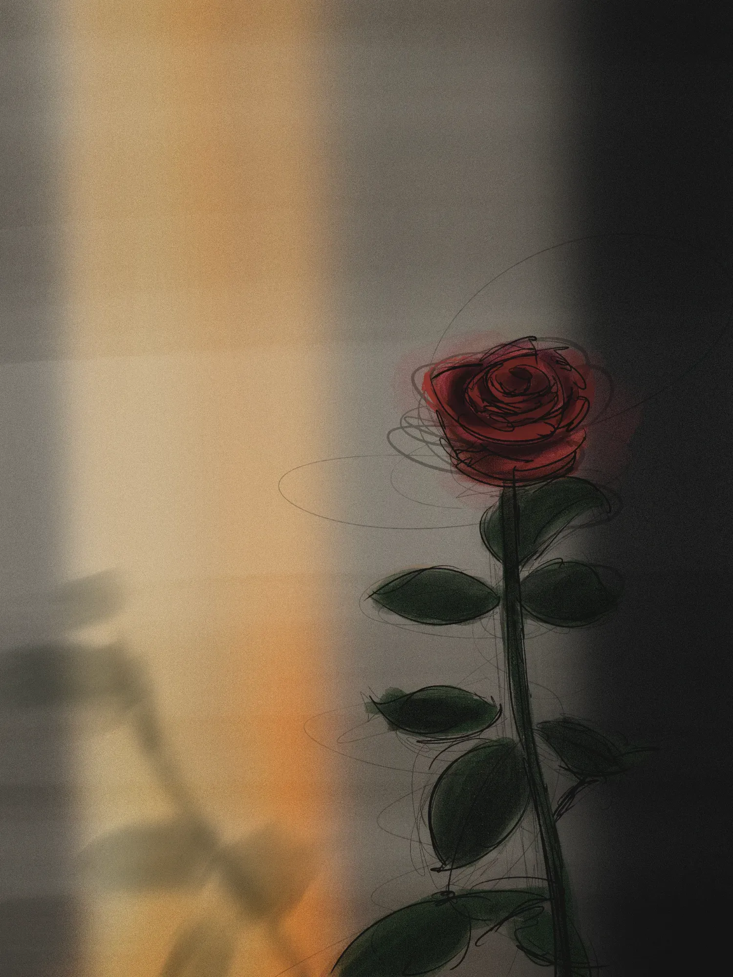 A single red rose in slanted window light, a blurred leaf shadow on the wall